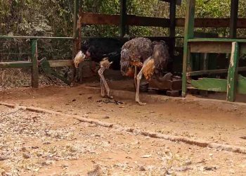 Orchids Visits Accra Zoo (1)